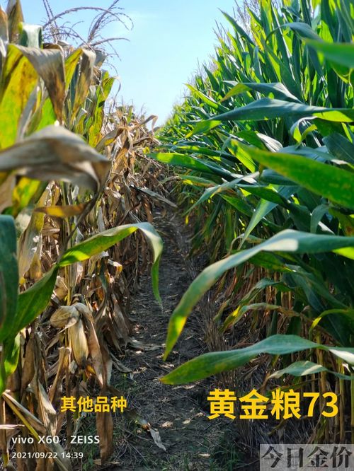 黄金粮73