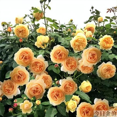 黄金庆典月季图片
