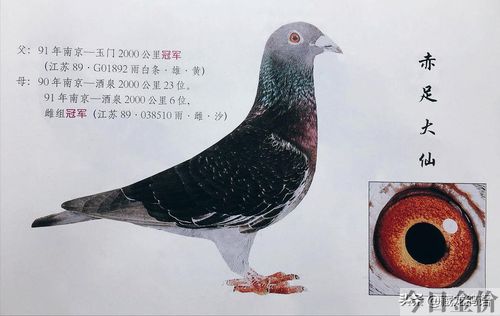 赛鸽黄金配对鸽眼图片