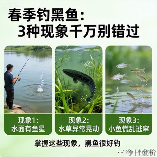 黄金斑鱼