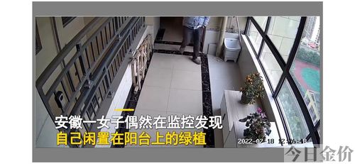 黄金朴盆栽
