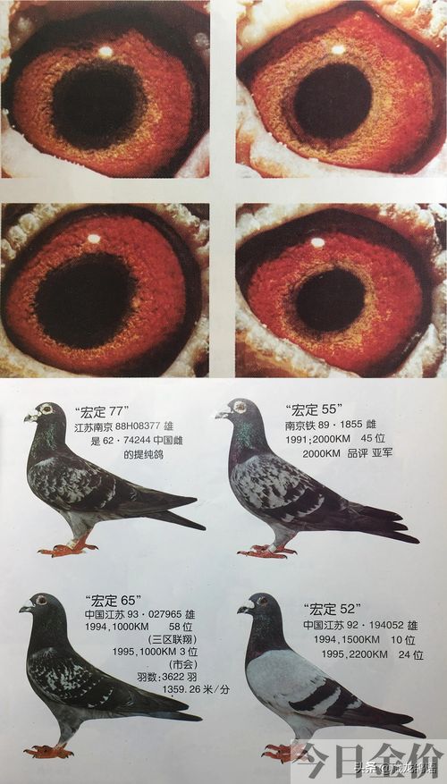 赛鸽黄金配对鸽眼图片