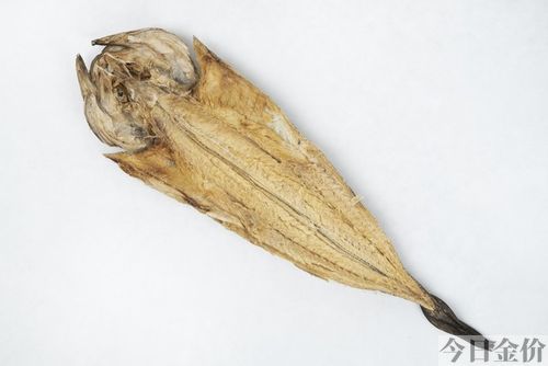 黄金棍 鱼