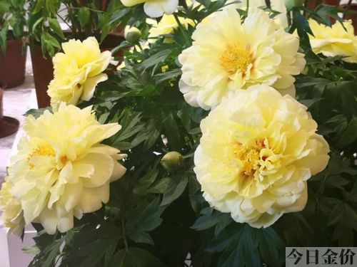 黄金瞳gl