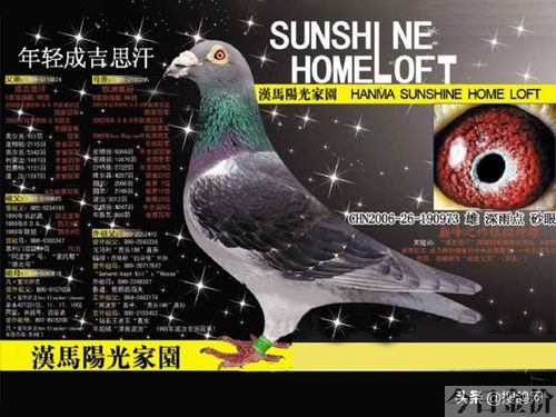 黄金种鸽图片