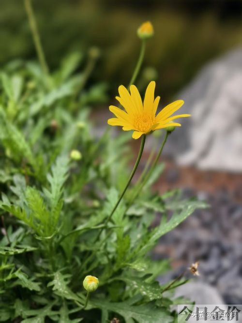 黄金菊花期多长时间
