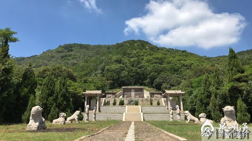 黄金叶蓝田玉