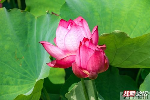 黄金魂 湘南乃风