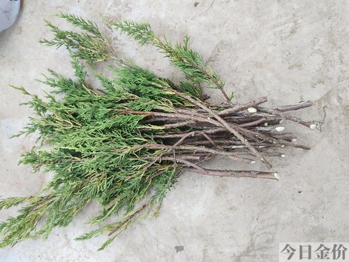 黄金真柏盆景图片
