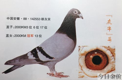 赛鸽黄金配对鸽眼图片
