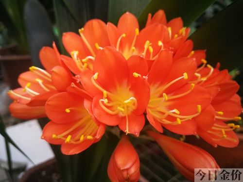 84年什么鼠是金鼠还是木鼠