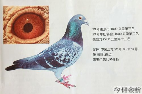 赛鸽黄金配对鸽眼图片