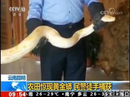 3米黄金蟒价格