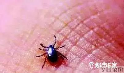 黄金蝎毒抑菌乳膏