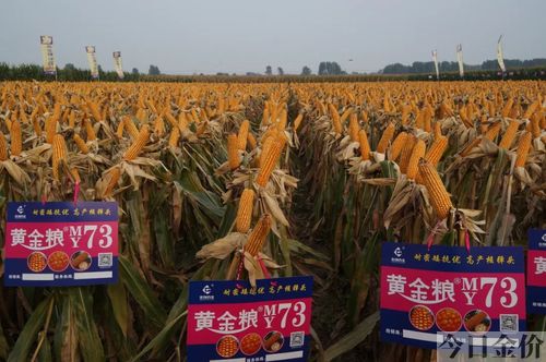 黄金粮73