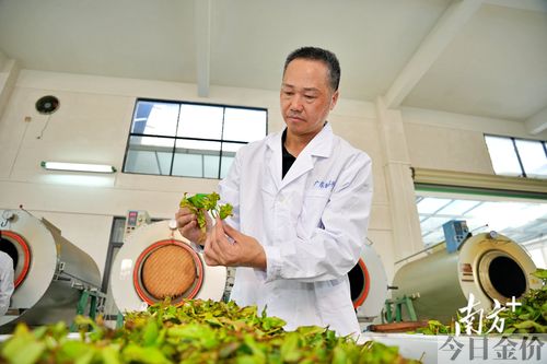 黄金叶茶叶图片