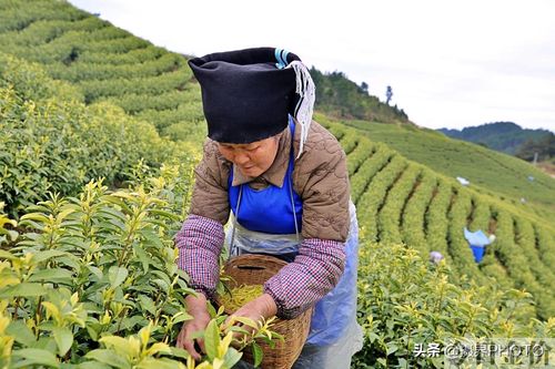 红火黄金叶多少钱一包