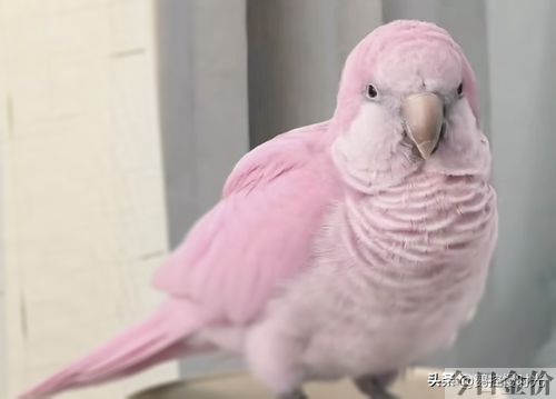 黄金丝牡丹鹦鹉