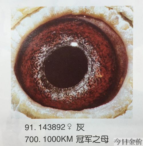 赛鸽黄金配对鸽眼图片