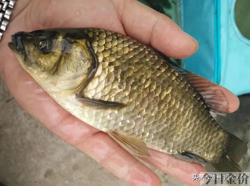 黄金眼浮漂的使用心得