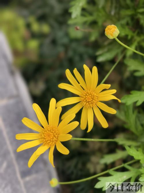 黄金菊花期多长时间