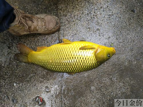 极品黄金色锦鲤图片
