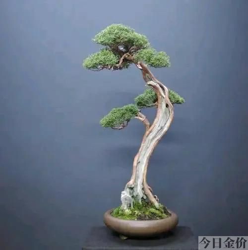 黄金真柏盆景图片