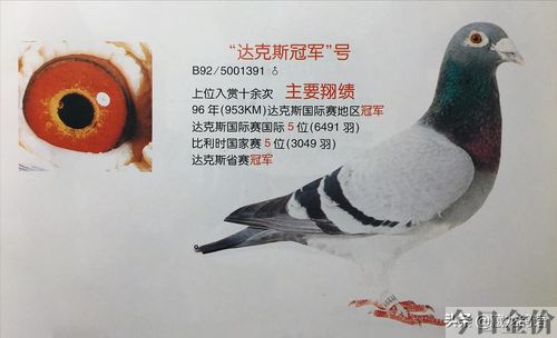 赛鸽黄金配对鸽眼图片