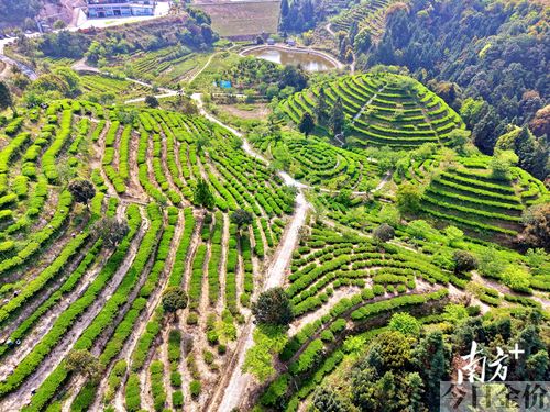 黄金叶茶叶图片