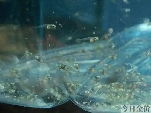 黄金大帆繁殖