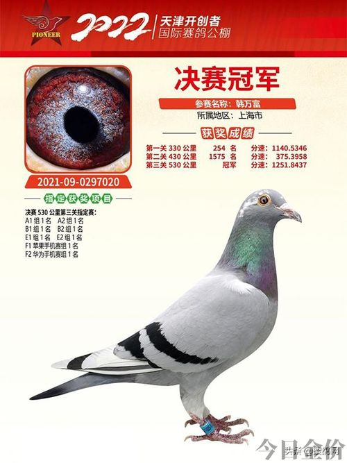 中华鸽业黄金陪对图片