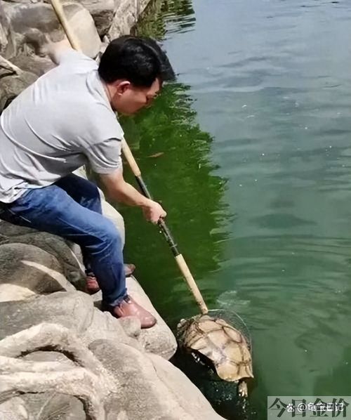 黄金巴西龟