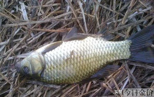 黄金鲫钓法