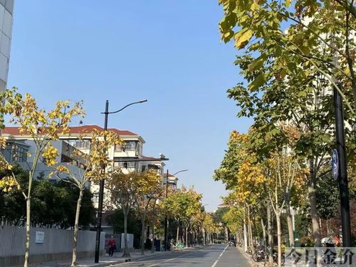 挪威槭黄金枫