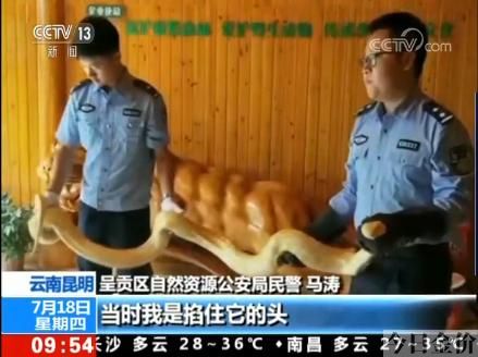 3米黄金蟒价格