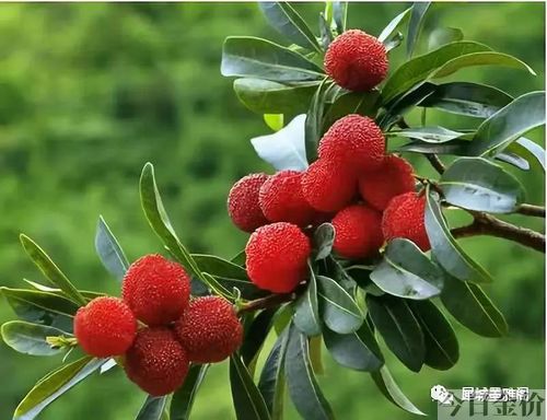 鲁彦黄金原文