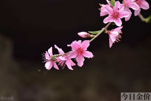 吃黄金小说