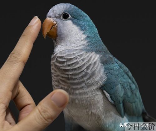黄金丝牡丹鹦鹉
