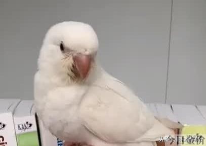 黄金丝牡丹鹦鹉