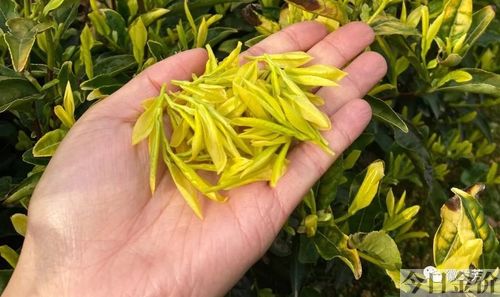 黄金芽茶的冲泡方法