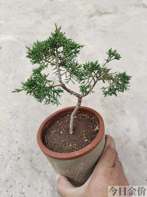 黄金真柏盆景图片