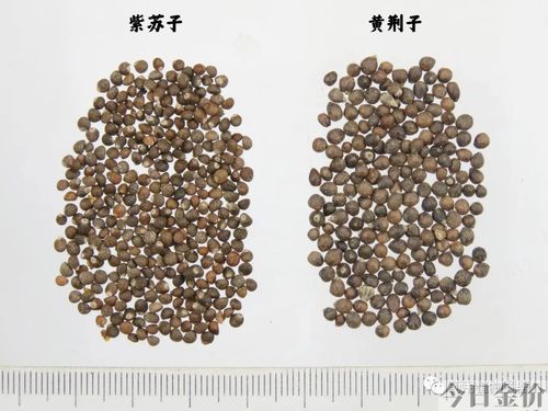 黄金子