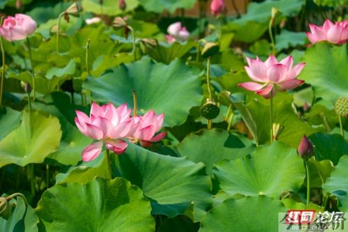 黄金魂 湘南乃风