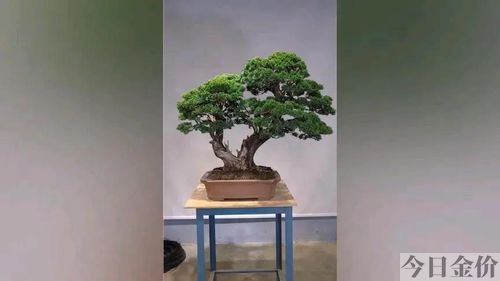 黄金真柏盆景图片