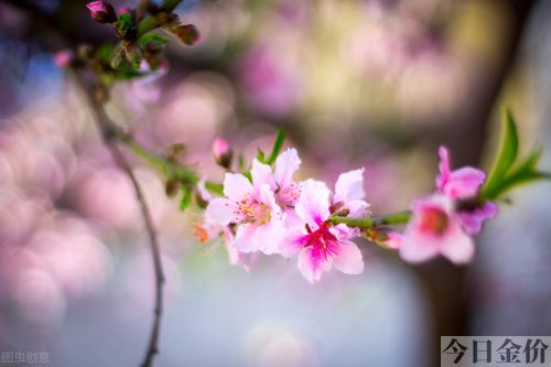 吃黄金小说