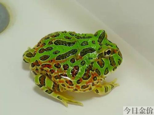 黄金蛙怎么养