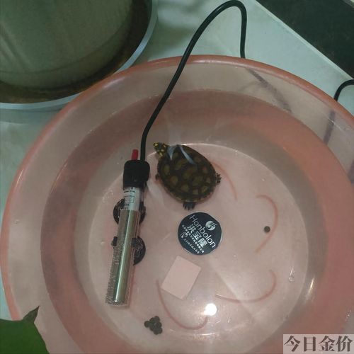 苏卡达怎么保持黄金壳