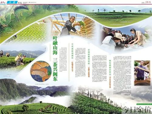 黄金叶名扬天下