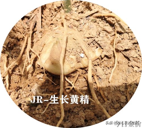 黄金药材图片