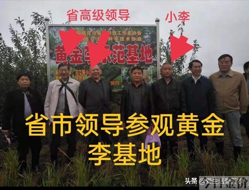 中秋黄金蜜桃